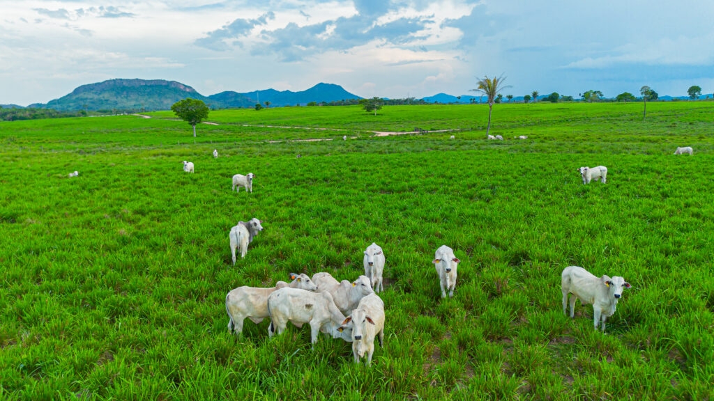 Boi na Linha: há cinco anos, atuando em favor da pecuária legal e com responsabilidade socioambiental