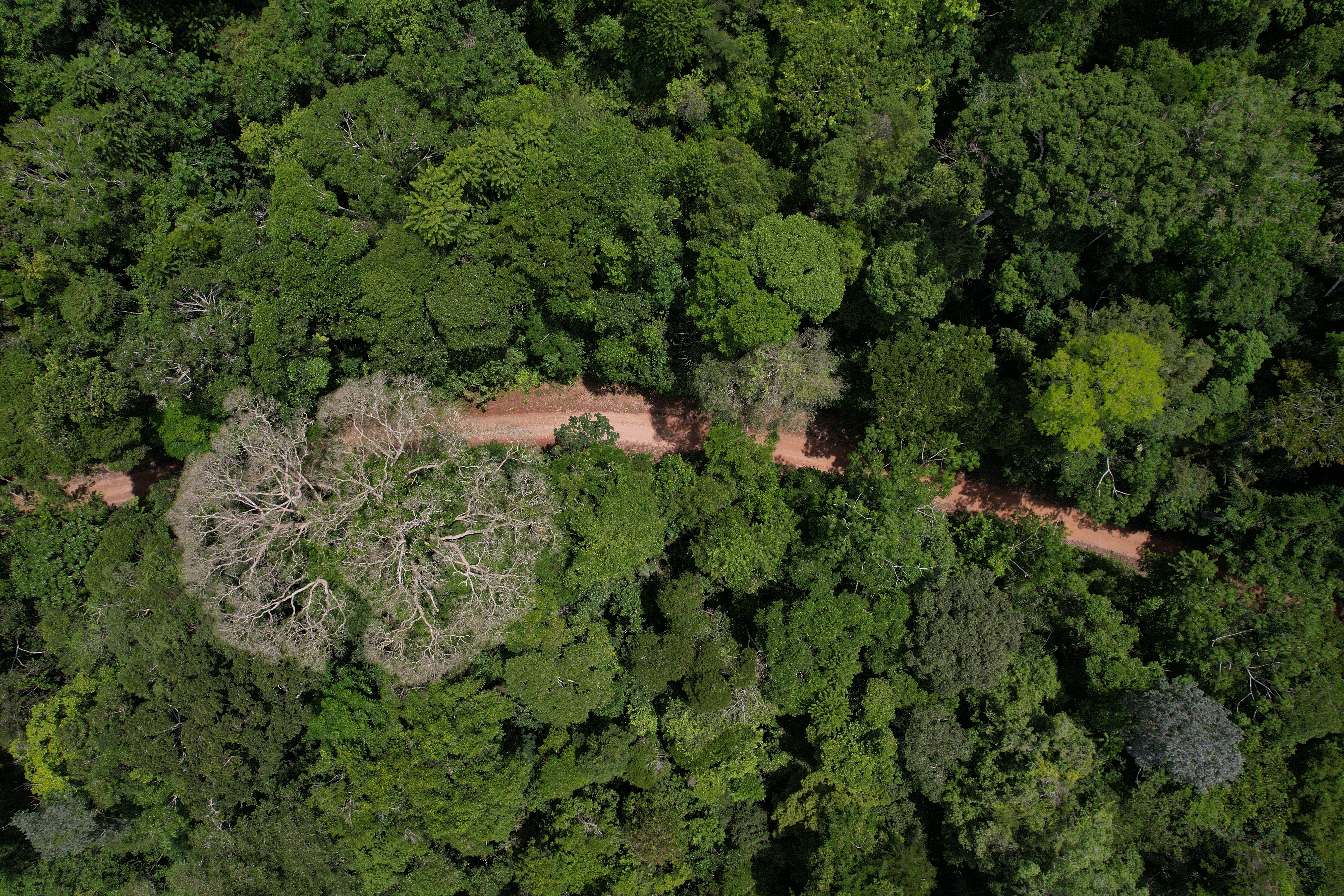 Conservação de Florestas Públicas Não Destinadas pode gerar R$ 15
