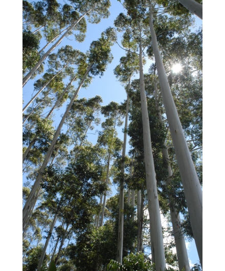 Crescimento no setor de celulose impulsiona mercado de plantações e de certificação socioambiental no Brasil