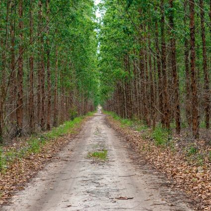 Veracel recebe reconhecimento inédito por conservação da biodiversidade em florestas plantadas