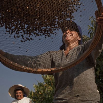 Novo Padrão de Agricultura Sustentável para agricultores e empresas foi anunciado pela Rainforest Alliance