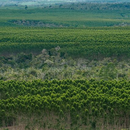 Empresas certificadas destacam-se em ferramenta que mede transparência da indústria florestal em todo o mundo