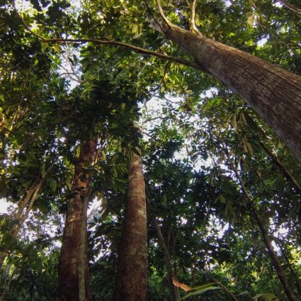 Na semana da Amazônia, especialistas debatem oportunidades e desafios da economia do setor florestal no pós-pandemia