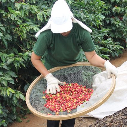 Reflexões sobre a Agricultura e o Dia dos Profissionais de Agronomia