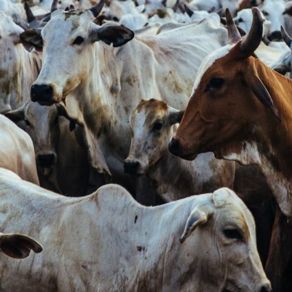 Atividade rural respondeu por 72% das emissões do Brasil em 2019