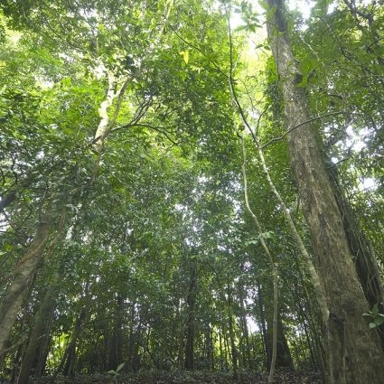 Imaflora apresenta pesquisa inédita sobre uso de dados abertos na prevenção, monitoramento e controle do desmatamento 