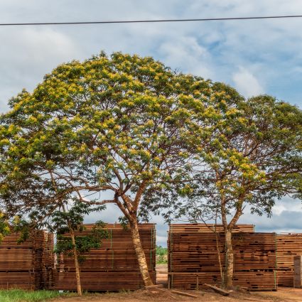 Fórum discute soluções para aumentar legalidade e sustentabilidade da produção de madeira na Amazônia 