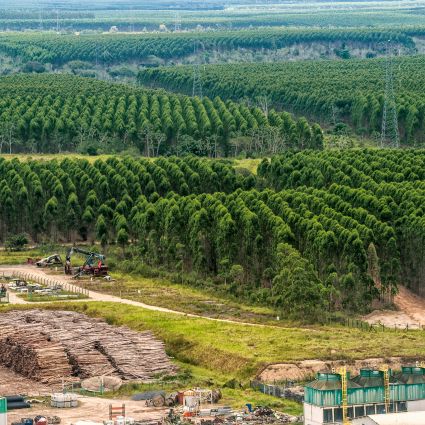 Certificações de pequenos produtores de madeira aumentam mais de seis vezes em 10 anos