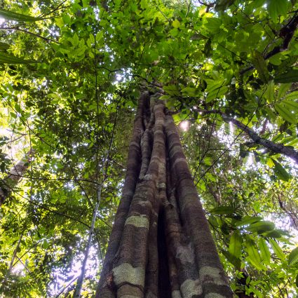 Imaflora certifica mais uma empresa madeireira detentora de Concessão Florestal Federal