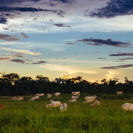 Município paraense é maior emissor de gases de efeito estufa no Brasil