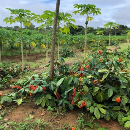 Temporada do Guaraná no Amazonas