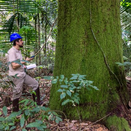 Imaflora é primeira organização da América Latina habilitada a treinar auditores FSC®