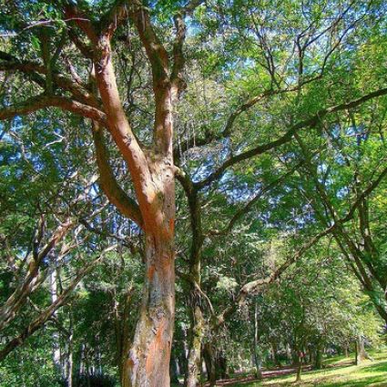 Como conservar as florestas da Amazônia antes que sigam o mesmo exemplo do que fizemos com as florestas de Pau-Brasil?¹