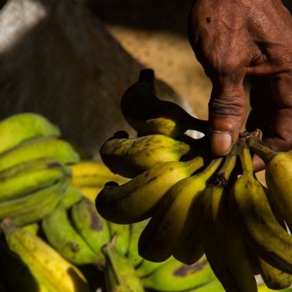 Comunidades tradicionais no Pará mantêm renda durante pandemia com venda de produtos da agricultura familiar