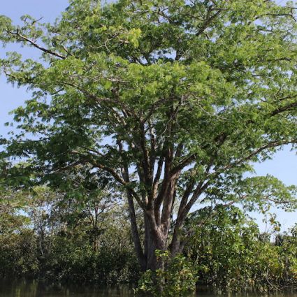 Relatório Anual 2020: No caminho das parcerias, valorizamos a floresta em pé