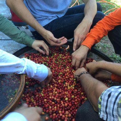 Trabalho de cooperativa fortalece produção de café sustentável no Cerrado mineiro