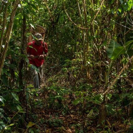 Extrativismo sustentável mantém renda familiar de comunidades na Floresta Amazônica