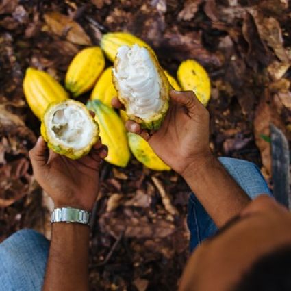 Dia do Trabalhador Rural: agricultores familiares utilizam técnicas de manejo sustentável na Amazônia