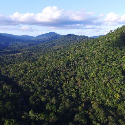 Novo Código Florestal não avançou na Mata Atlântica desde aprovação em 2012, mostra estudo