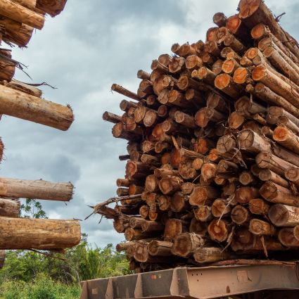 Parcerias comerciais entre empresas e comunidades podem alavancar o manejo florestal responsável