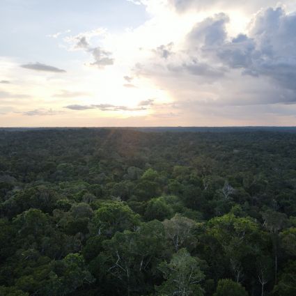 Imaflora passa a fazer parte do conselho do Diálogo Florestal