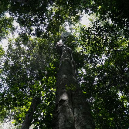 Fórum de Soluções em Legalidade Florestal analisa perspectivas para o setor