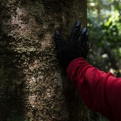 Plataforma Timberflow recebe contribuições de estudantes de ciências matemáticas da Universidade de São Paulo