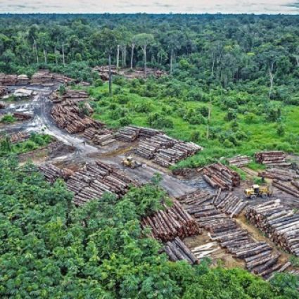 Curso sobre mapas digitais ensina organizações que trabalham com a proteção da Amazônia a armazenar, compartilhar e obter dados espaciais