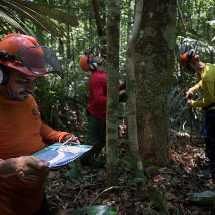 Estudo inédito mostra que Amazonas se tornou um dos epicentros da exploração madeireira da Amazônia