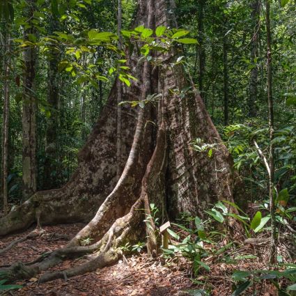 Plano Anual de Outorga Florestal 2023 destaca a plataforma Timberflow e traz novas metas para concessões florestais na Amazônia