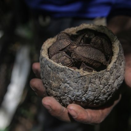 Manejo consciente valoriza os alimentos da floresta