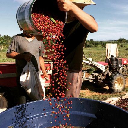 Boas práticas agrícolas tornam a cafeicultura brasileira 'carbono negativo'