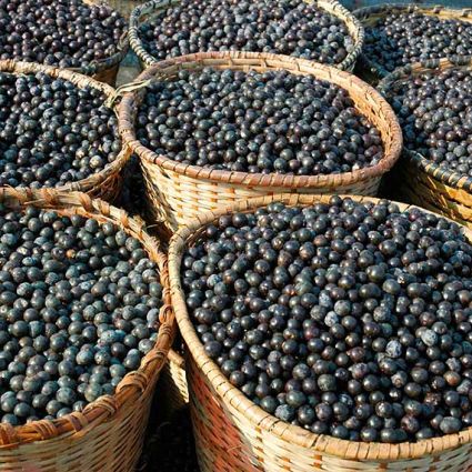 Cooperativa produtora de açaí certificada pelo Imaflora promove benefícios ambientais e climáticos a partir do manejo sustentável 