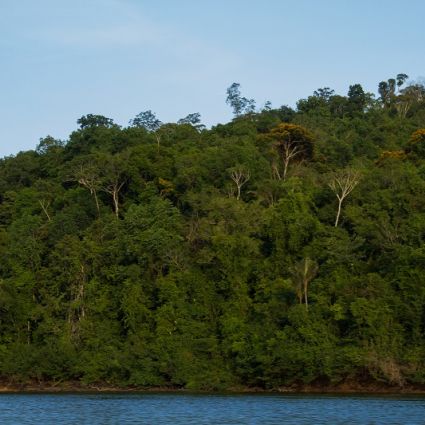 Concessões de florestas públicas podem apoiar o combate ao desmatamento da Amazônia