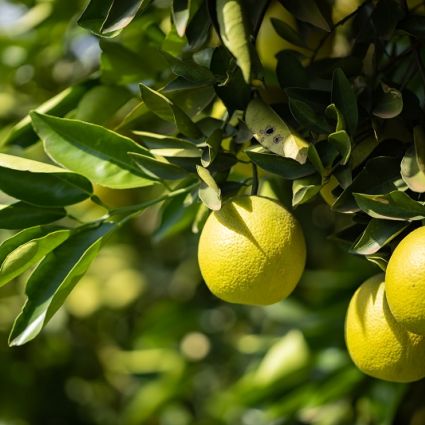 Estudo Busca Obter Dados sobre Impactos na Vida de Agricultores Familiares, Assalariados e Assalariadas Rurais na Pandemia