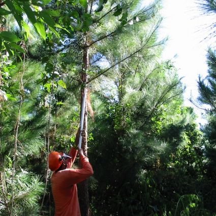 Com mais de 4,3 milhões de hectares certificados, Imaflora demonstra que é possível conciliar produção sustentável e conservação de florestas e ecossistemas