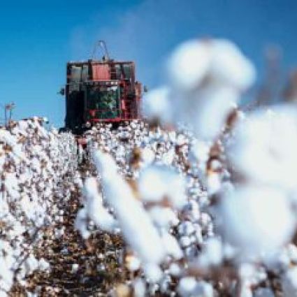 Ferramenta inovadora mensura grau de sustentabilidade de pequenos produtores de algodão orgânico 