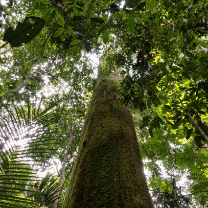 Certificação Florestal traz oportunidades para mercado de exportação