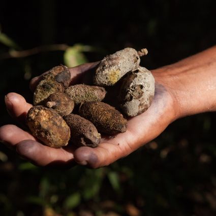 Iniciativa no Pará valoriza conhecimento de povos da Amazônia, contribuindo para geração de renda e manutenção da floresta em pé