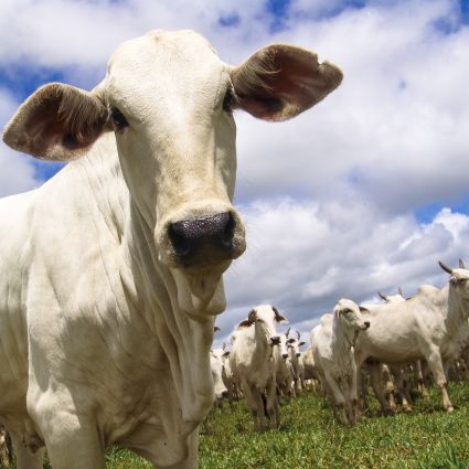 Brasil pode reduzir emissão de metano em 36% até 2030