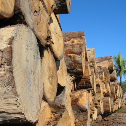 Exploração ilegal de madeira na Amazônia é impulsionada por 100 propriedades rurais com CAR, diz estudo