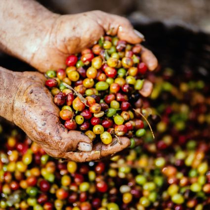 Primeira cooperativa certificada de baixo carbono do mundo será lançada na Região do Cerrado Mineiro