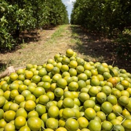 Imaflora realiza sua primeira verificação em fazenda de pesquisa agronômica no Brasil