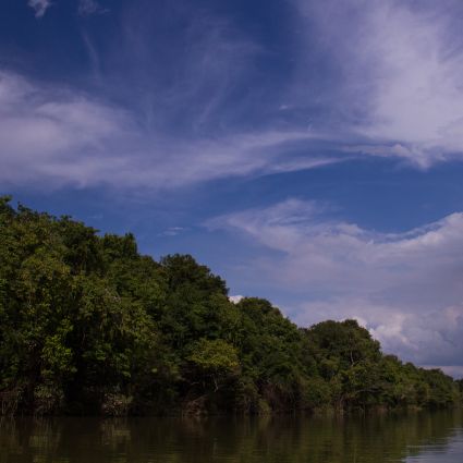 Plataforma digital lançada nesta sexta-feira (16) traz dados inéditos sobre implementação do Código Florestal no Brasil
