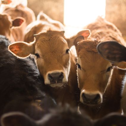 Novo projeto promove a inclusão de pequenos e médios pecuaristas mato-grossenses na produção sustentável de carne