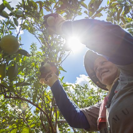 Estudo inédito analisa impacto da pandemia na cadeia da laranja