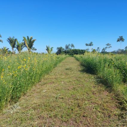 Roça sem Fogo promove aumento de produtividade, conservação do solo e evita emissões de gases de efeito estufa