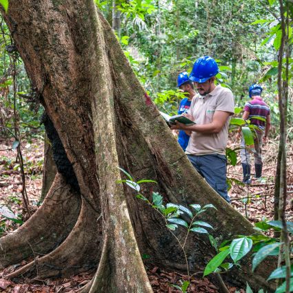 Cenário do setor florestal na Amazônia em debate