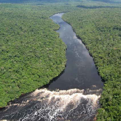 Faltam legislações e transparência para compras públicas sustentáveis de madeira nativa da Amazônia no Brasil