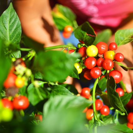 Imaflora produz guia para prevenção de trabalho infantil e análogo ao escravo na agricultura